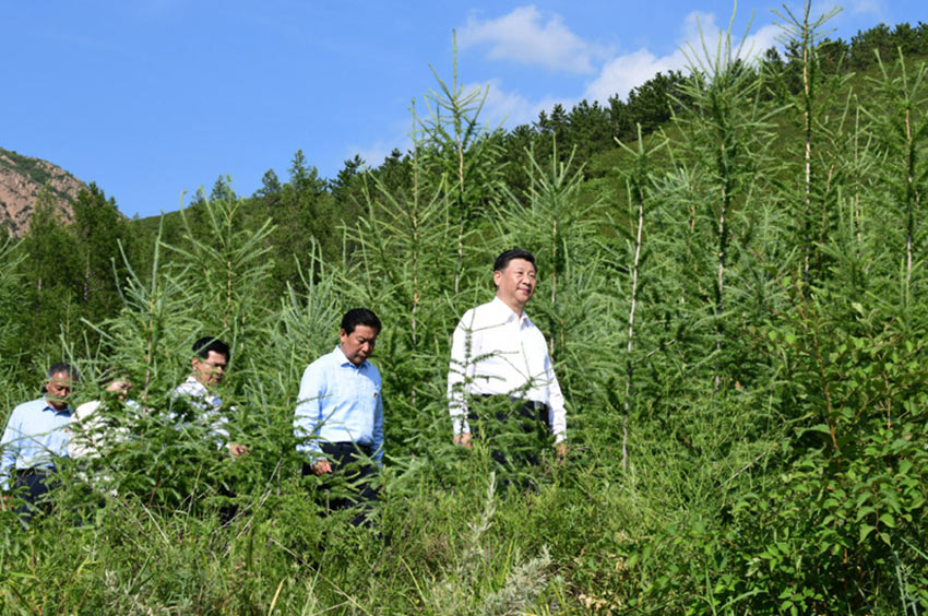 7月15日，中共中央總書記、國家主席、中央軍委主席習近平赴內蒙古自治區考察調研。這是習近平在赤峰市喀喇沁旗馬鞍山林場了解生態文明建設情況。 新華社記者 謝環馳 攝