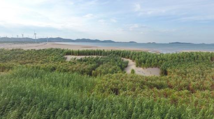 跨越山海的“幸福草”2021年11月19日，在第三次“一帶一路”建設座談會上，習近平回憶起一件往事——在福建工作期間，習近平接待了來訪的巴布亞新幾內亞東高地省省長拉法納瑪?！拔蚁蛩榻B了菌草技術，這位省長一聽很感興趣。我就派《山海情》里的那個林占熺去了?！本?，正是在習近平的推動下，為“閩寧合作”打開了一扇門。