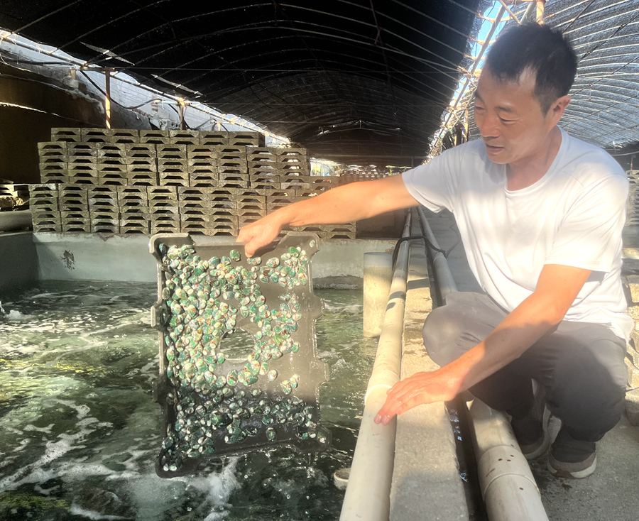 澳角村鮑魚養殖戶郭漢棟在檢查鮑魚苗生長情況。龔雯攝