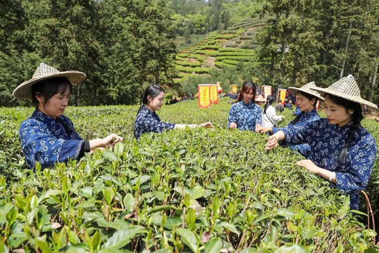 2025年4月13日，福建武夷山市星村鎮朝陽村茶農在生態茶園展示采茶。新華社發（邱汝泉 攝）