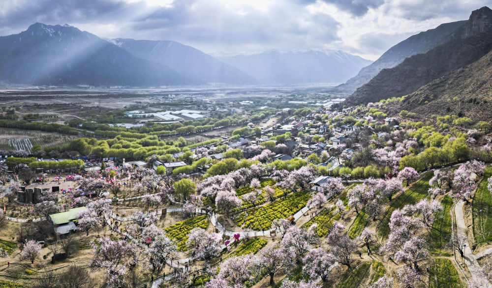 嘎拉村桃花（無人機照片）。嘎拉村緊鄰川藏公路，被稱為西藏“桃花第一村”。圖片來源 新華社